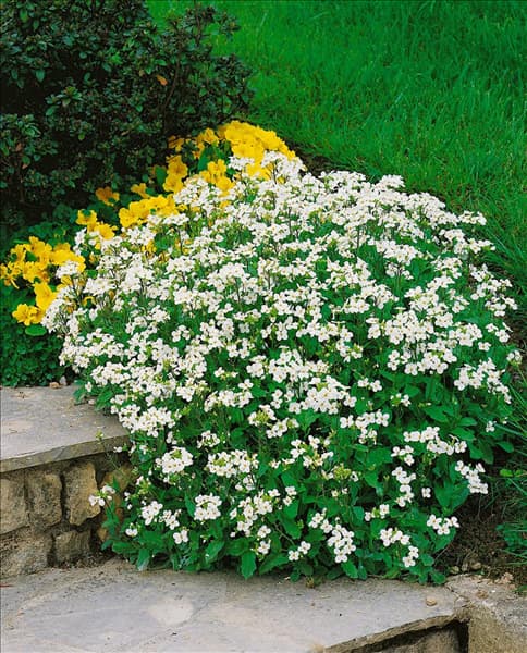 ARABIS CAUCASICA