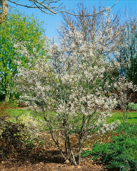 Amelanchier lamarckii
