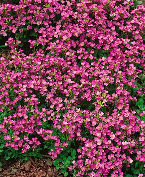 ARABIS CAUCASICA