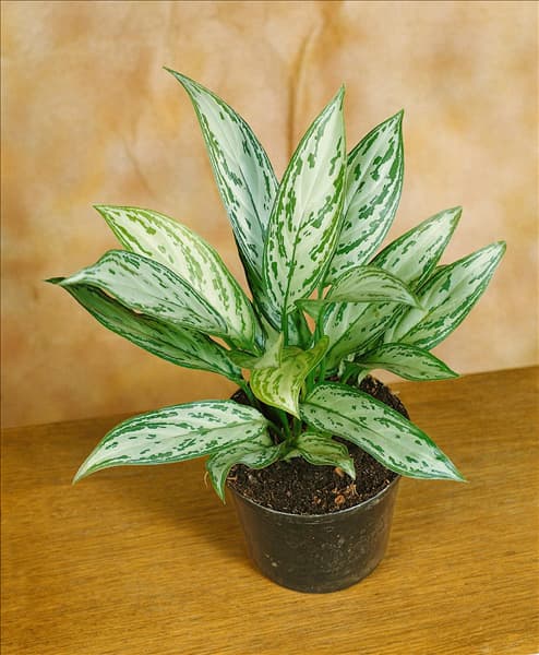 AGLAONEMA COMMUTATUM