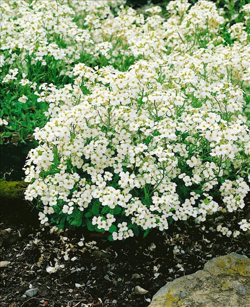 Arabis caucasica