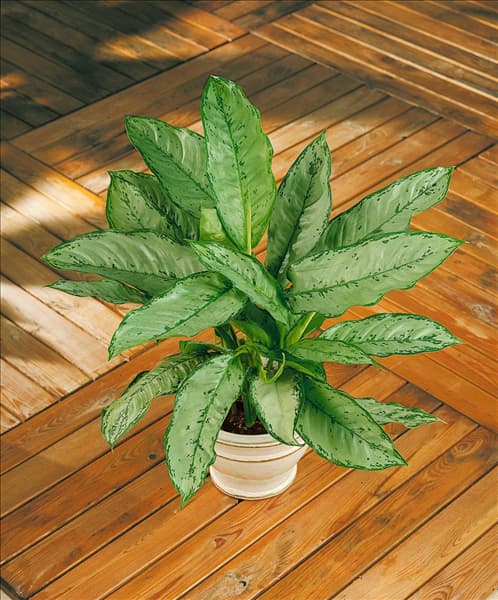 Aglaonema commutatum