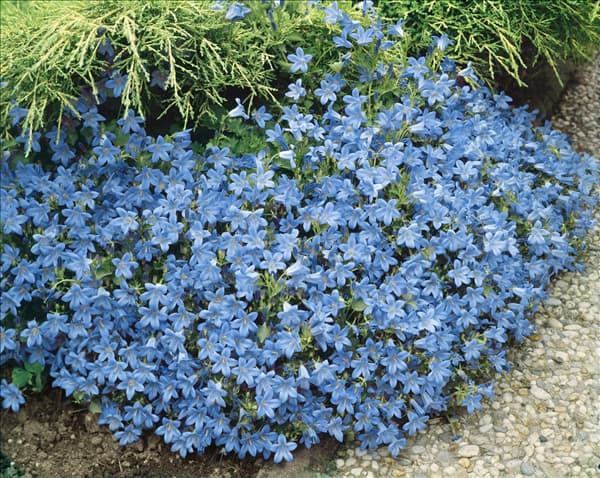 CAMPANULA PORTENSCHLAGIANA