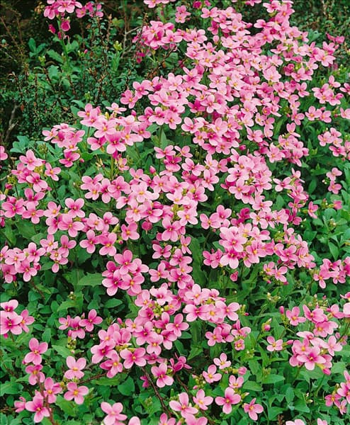ARABIS CAUCASICA