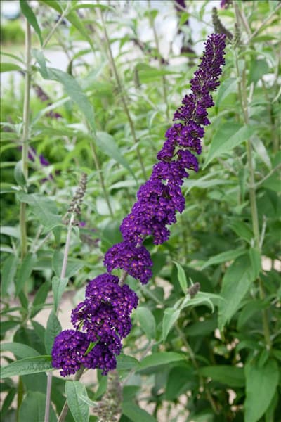 Buddleja davidii Black Knight