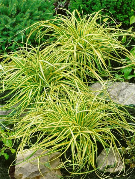 Carex oshimensis Evergold