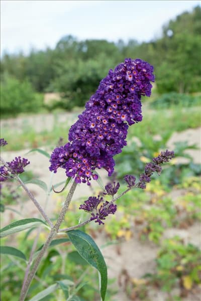 Buddleja davidii Black Knight