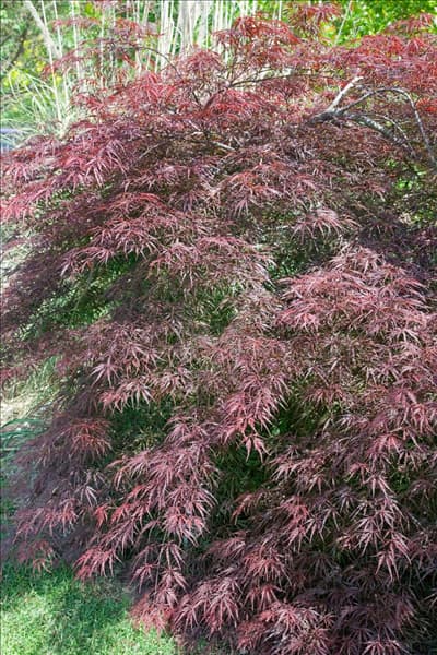 Acer palmatum Dissectum Tamukeyama