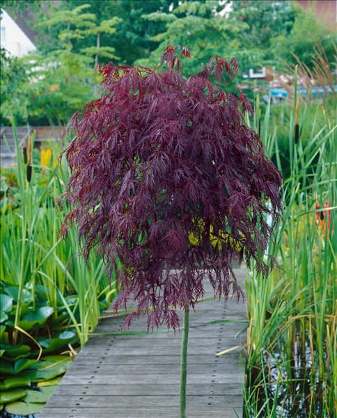 Acer palmatum Dissectum Tamukeyama