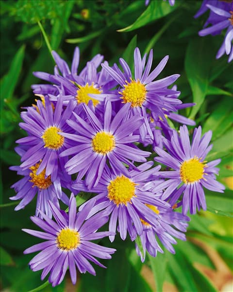 ASTER DUMOSUS PROF. ANTON KIPPENBERG