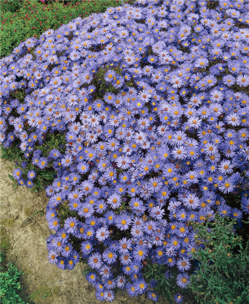 ASTER DUMOSUS PROF. ANTON KIPPENBERG