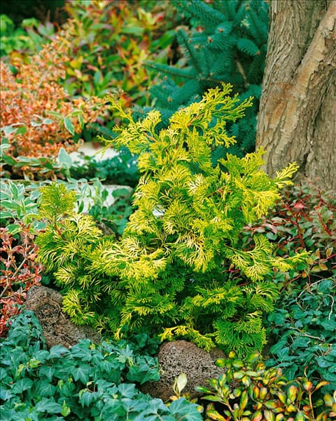 Chamaecyparis obtusa Rashahiba