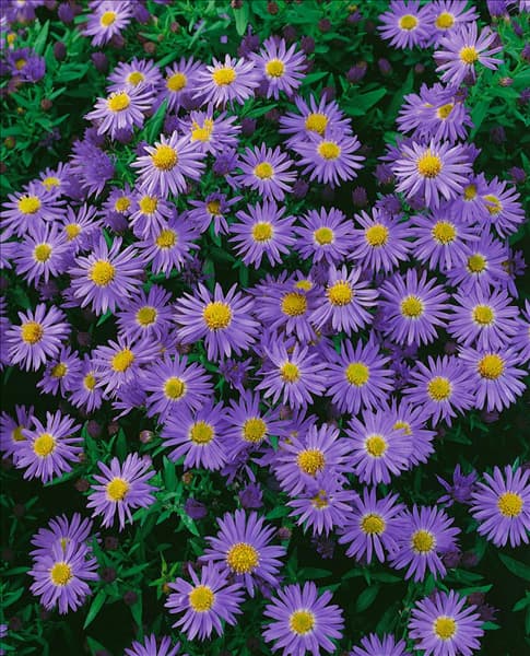 ASTER DUMOSUS PROF. ANTON KIPPENBERG