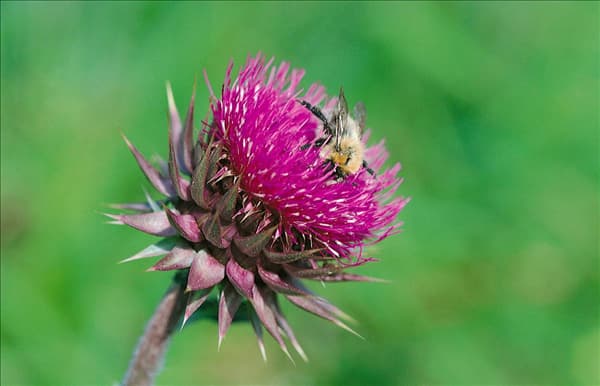 Carduus nutans with bee