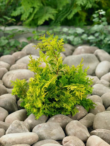 Chamaecyparis obtusa Rashahiba