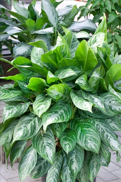Aglaonema Moonlight Bay
