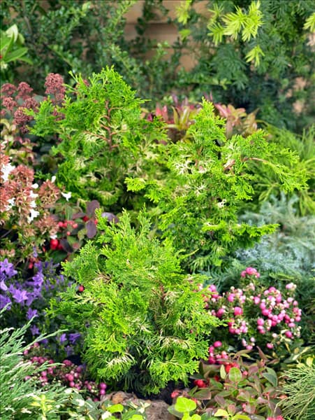 Chamaecyparis obtusa Rashahiba