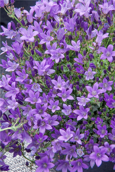 Campanula portenschlagiana Catharina