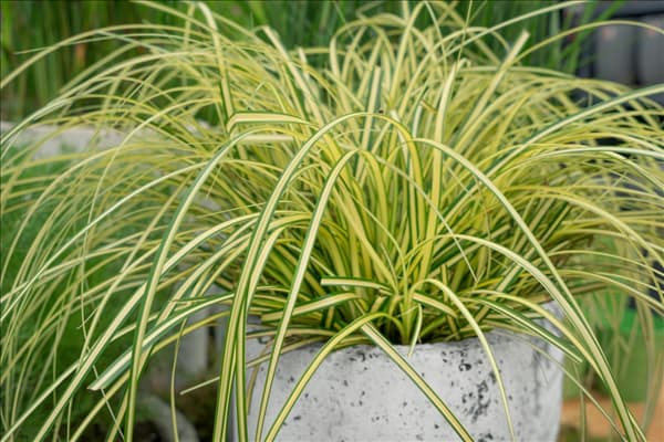 Carex oshimensis 'Eversheen'