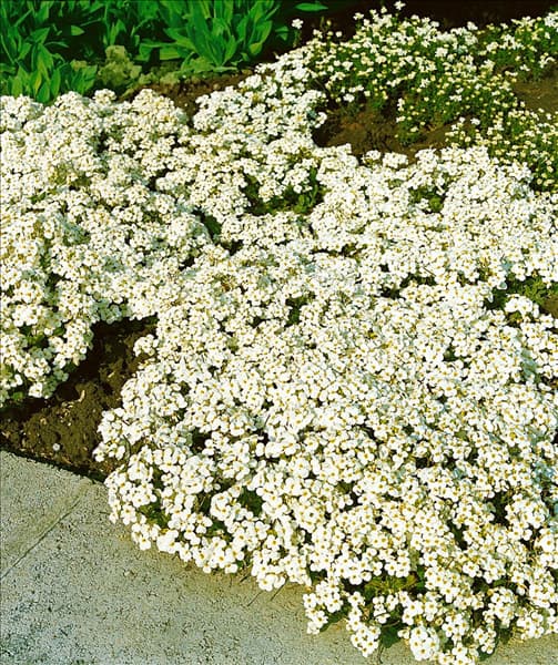 Arabis caucasica Schneehaube