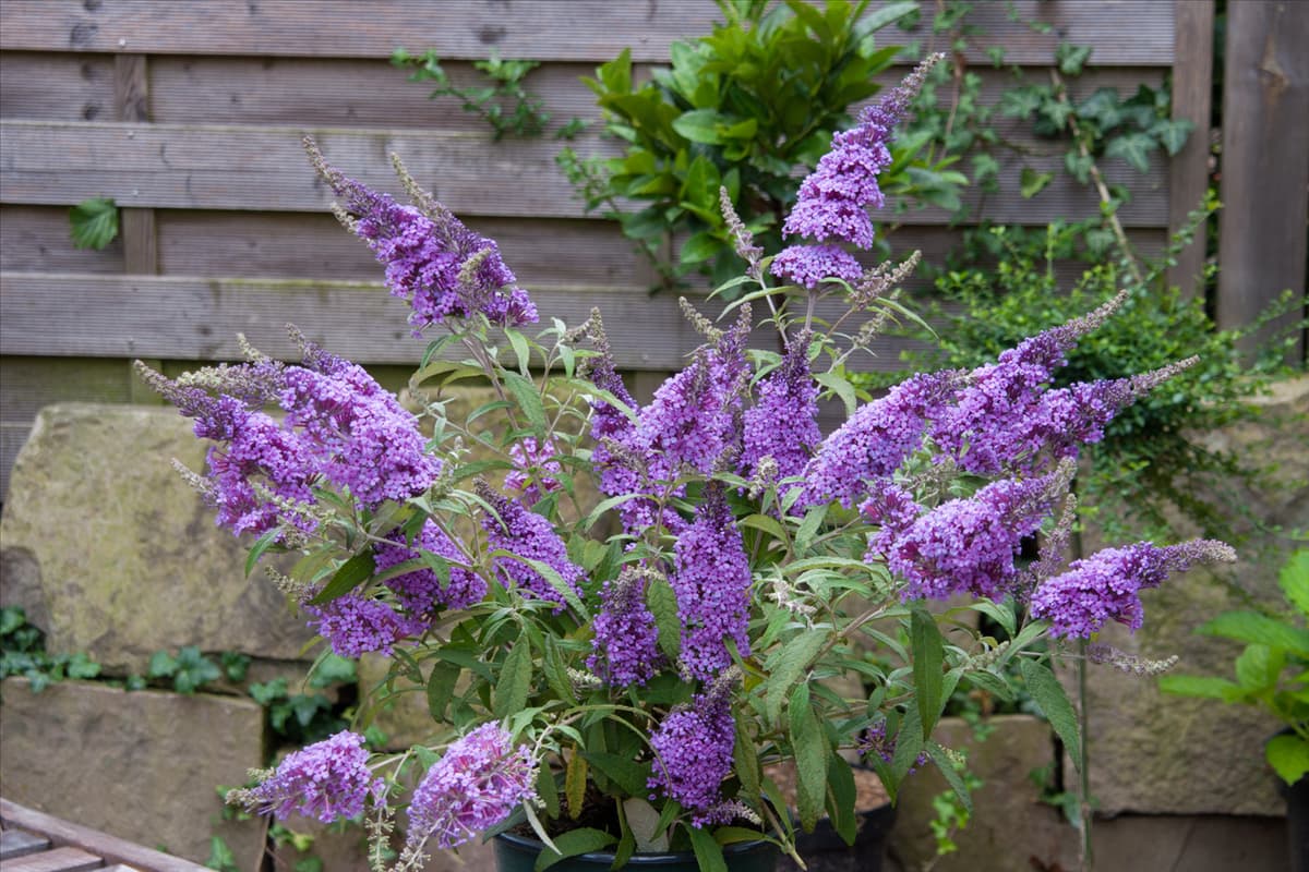 Buddleja Buzz Violet