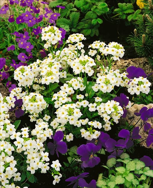 Arabis caucasica Schneehaube