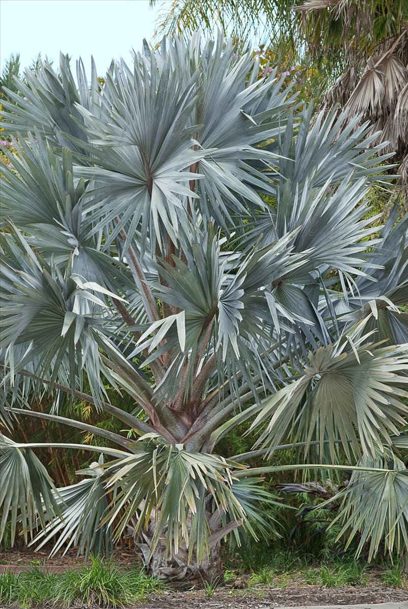 Bismarckia nobilis