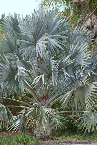 Bismarckia nobilis