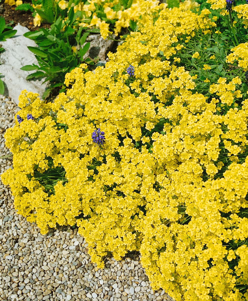 Aurinia saxatilis Sulphureum