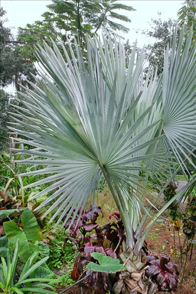 Bismarckia nobilis