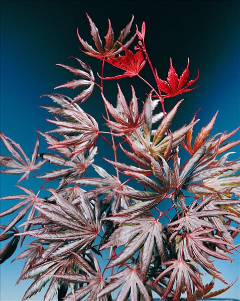 Acer palmatum Trompenburg