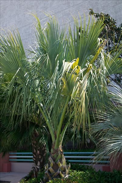 Bismarckia nobilis