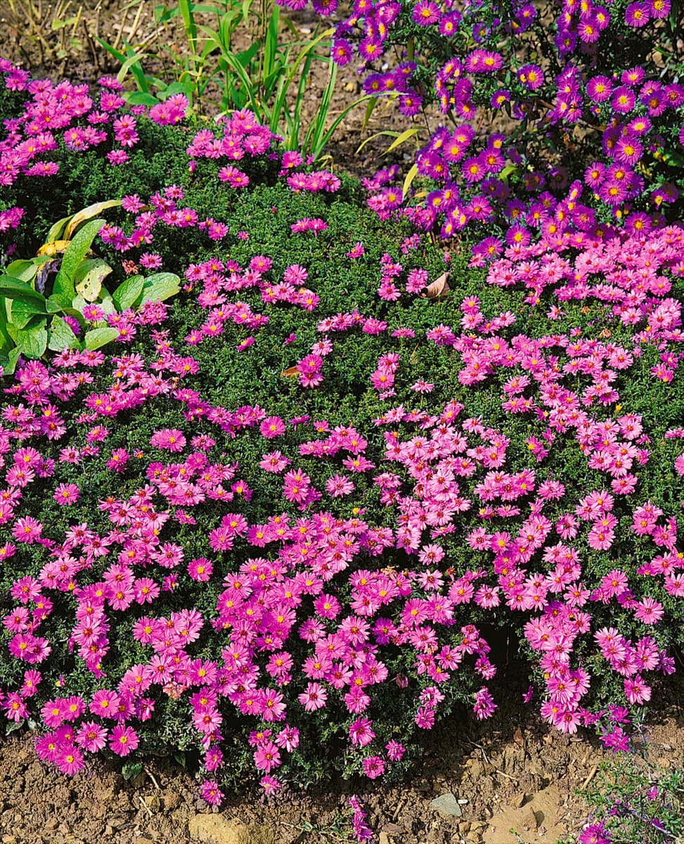 ASTER DUMOSUS ROSENWICHTEL