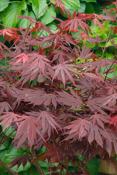 Acer palmatum Trompenburg