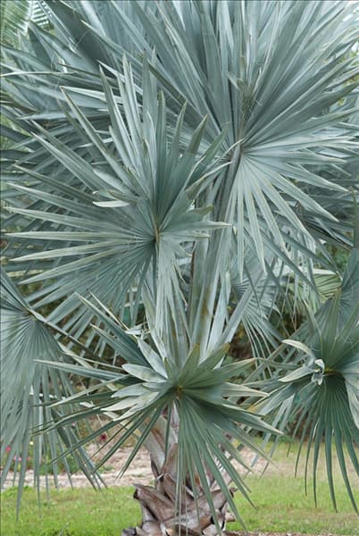 Bismarckia nobilis