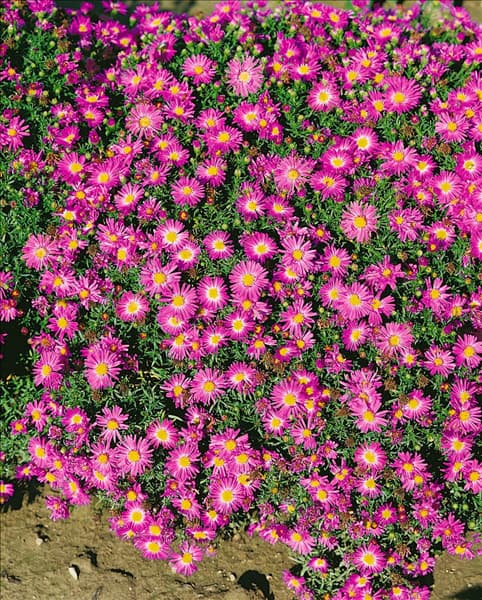 ASTER DUMOSUS ROSENWICHTEL