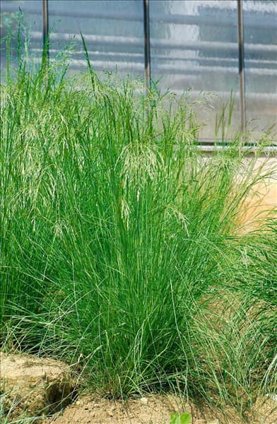 Agrostis stolonifera