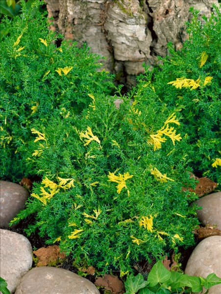 Chamaecyparis obtusa Saffron Spray