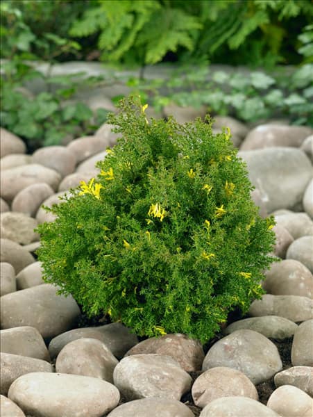 Chamaecyparis obtusa Saffron Spray
