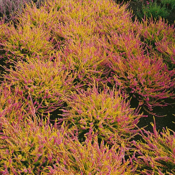 CALLUNA VULGARIS BOSKOOP