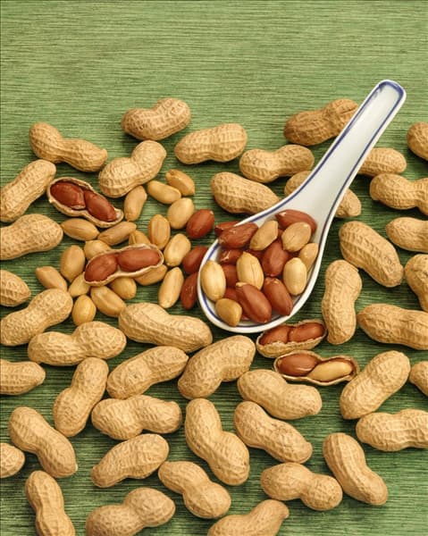Erdnuß ARACHIS HYPOGAEA