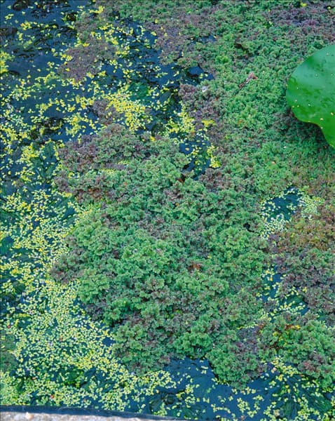 Azolla filiculoides