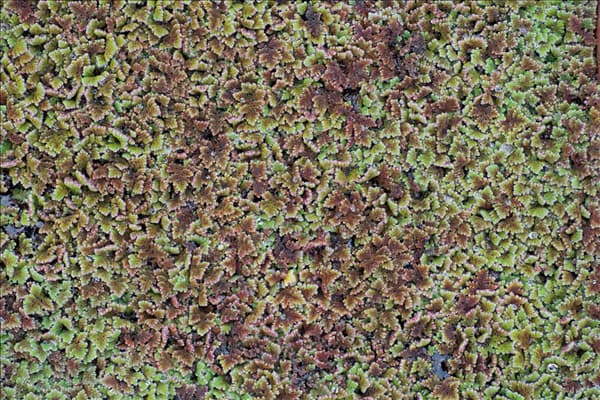 Azolla filiculoides