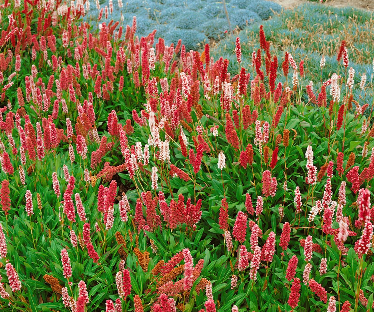 Persicaria affinis Darjeeling Red