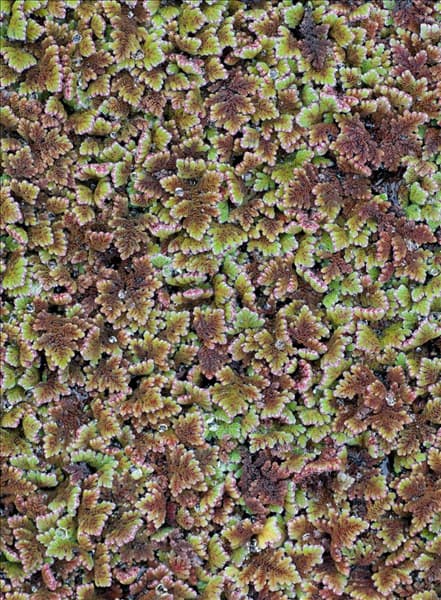 Azolla filiculoides