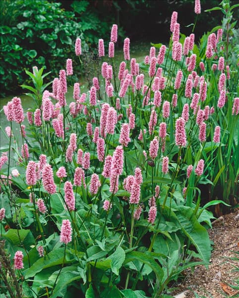 Bistorta officinalis subsp. officinalis