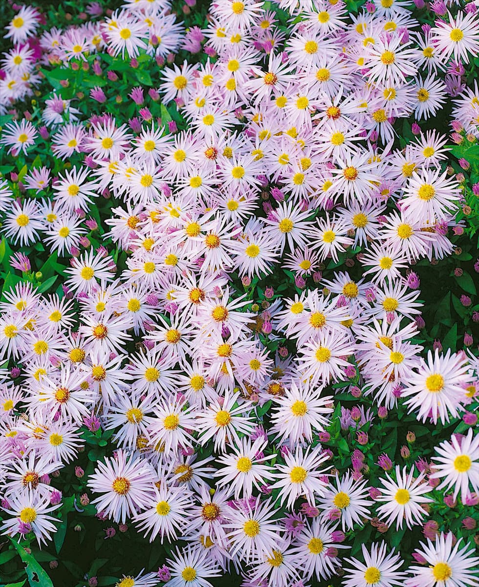 ASTER DUMOSUS SILBERBLAU KISSEN
