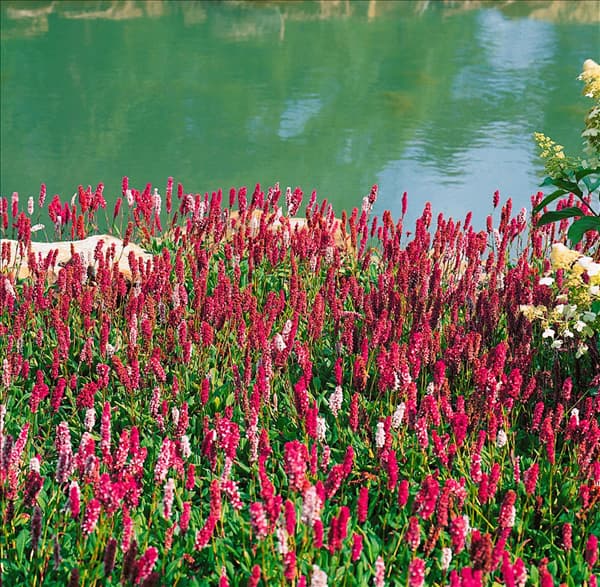 Persicaria affinis Border Jewel