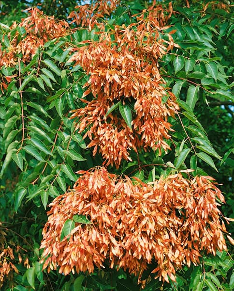 Ailanthus altissima