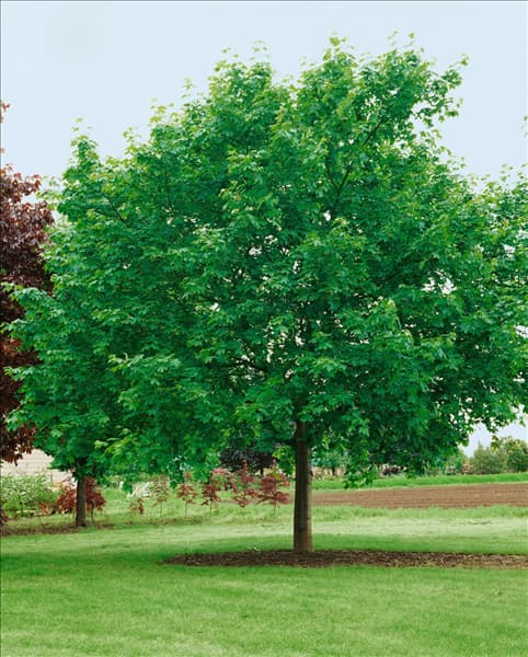 ACER PLATANOIDES SUMMERSHADE